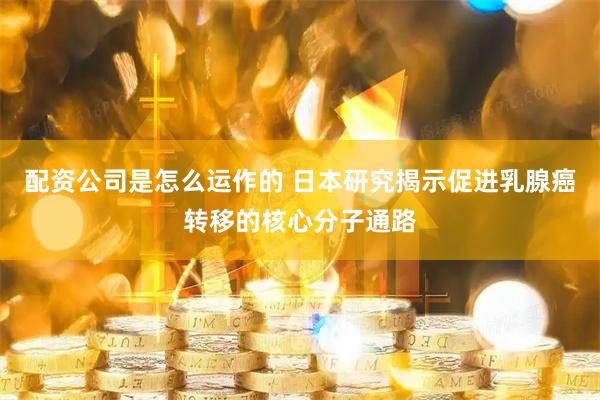 配资公司是怎么运作的 日本研究揭示促进乳腺癌转移的核心分子通路